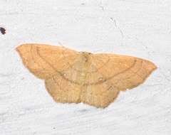 Cyclophora linearia
