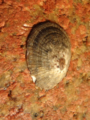 Patella caerulea
