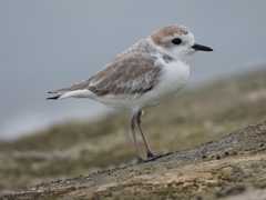 Charadrius dealbatus
