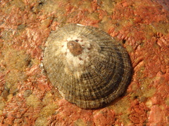 Patella caerulea