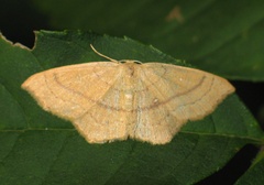 Cyclophora linearia