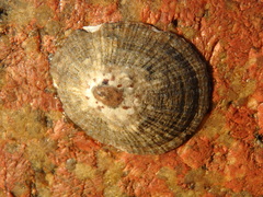 Patella caerulea