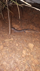 Eremiascincus richardsonii