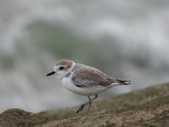 Charadrius dealbatus