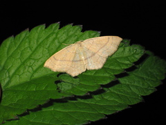 Cyclophora linearia