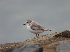Charadrius dealbatus