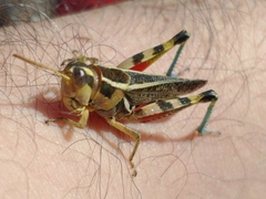 Dichroplus vittatus