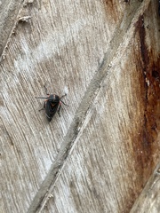 Eurymeloides lineata