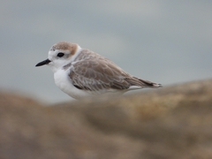 Charadrius dealbatus