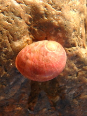 Nerita polita