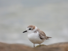 Charadrius dealbatus
