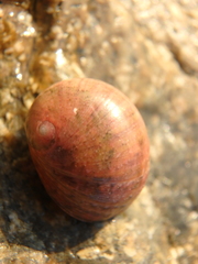 Nerita polita