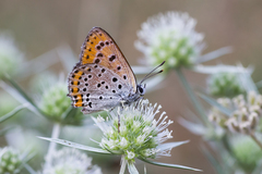 Lycaena thersamon