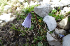 Soldanella