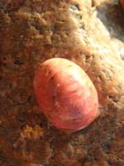 Nerita polita