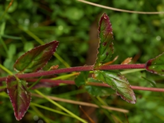 Epilobium billardiereanum