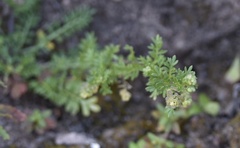 Lepidium didymum