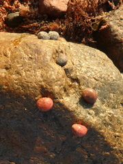 Nerita polita