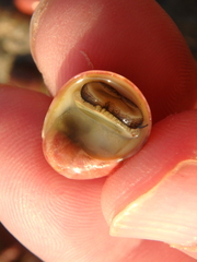 Nerita polita