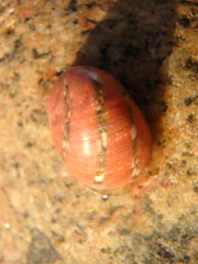Nerita polita