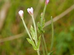 Epilobium billardiereanum