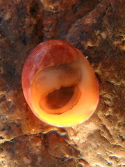 Nerita polita