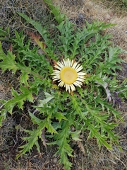 Carlina acanthifolia