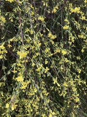 Jasminum nudiflorum