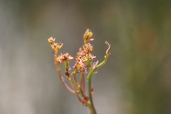 Daviesia leptophylla