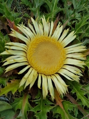 Carlina acanthifolia