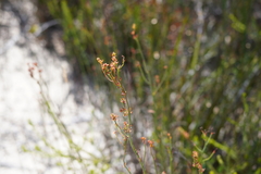 Daviesia leptophylla