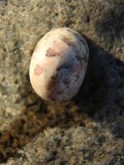 Nerita polita