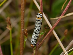 Phalaenoides tristifica