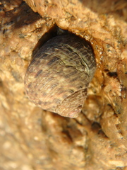 Nerita albicilla