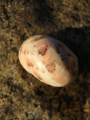 Nerita polita