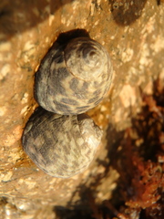 Nerita albicilla