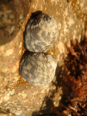 Nerita albicilla