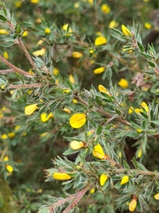 Pultenaea involucrata