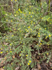 Pultenaea involucrata