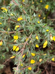 Pultenaea involucrata