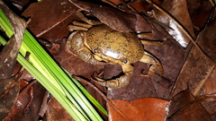 Austrothelphusa transversa