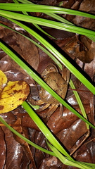 Austrothelphusa transversa