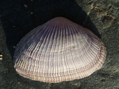 Asaphis violascens