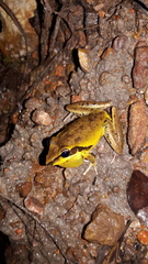 Litoria spaldingi