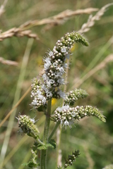Mentha