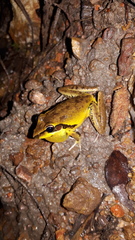 Litoria spaldingi
