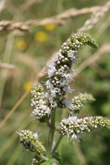 Mentha
