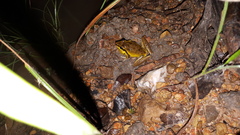 Litoria spaldingi