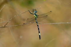 Parasynthemis regina