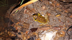 Litoria spaldingi